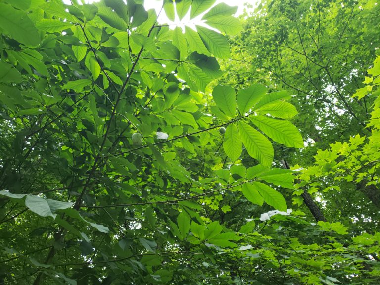 View of Pawpaw Tree Canopy with Fruit