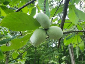 Pawpaw (Asimina triloba) Fruit