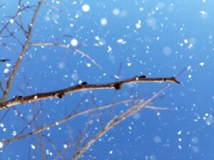 Happy Winter Solstice with Pawpaw Tree (Asimina triloba)