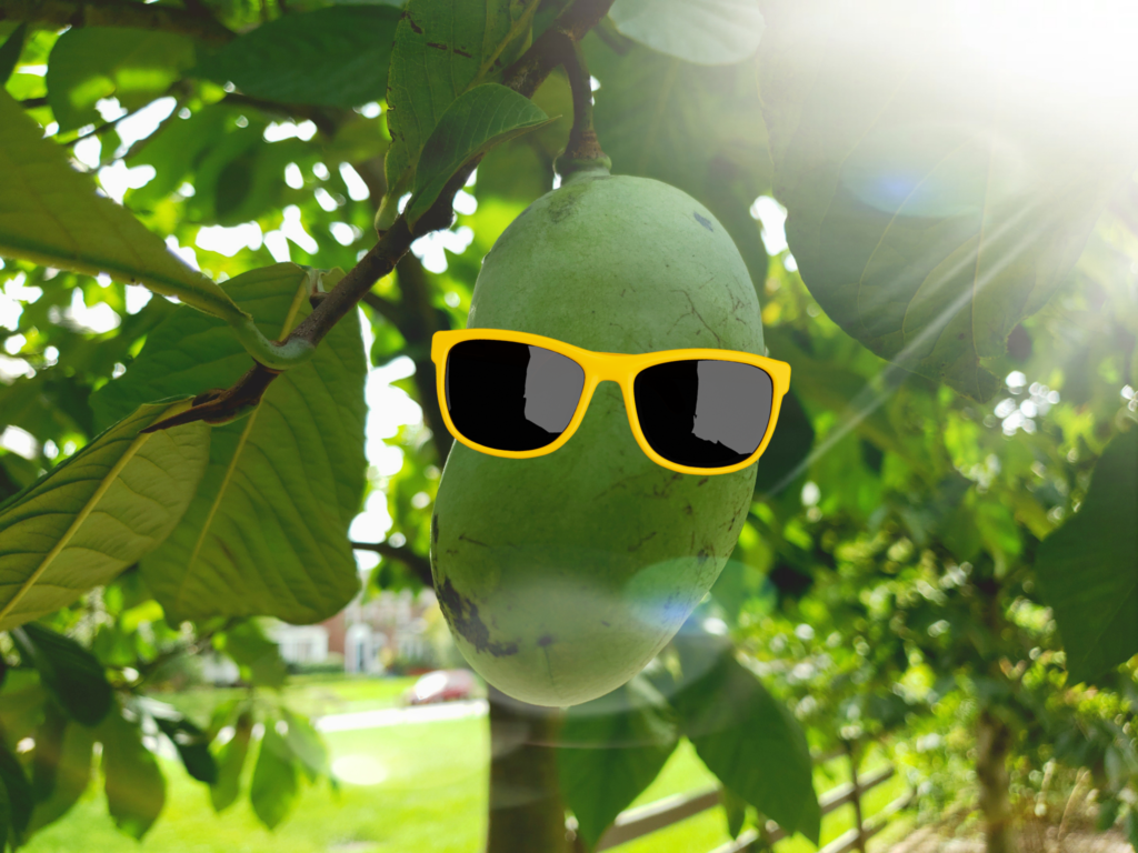 Pawpaw Shade Protection