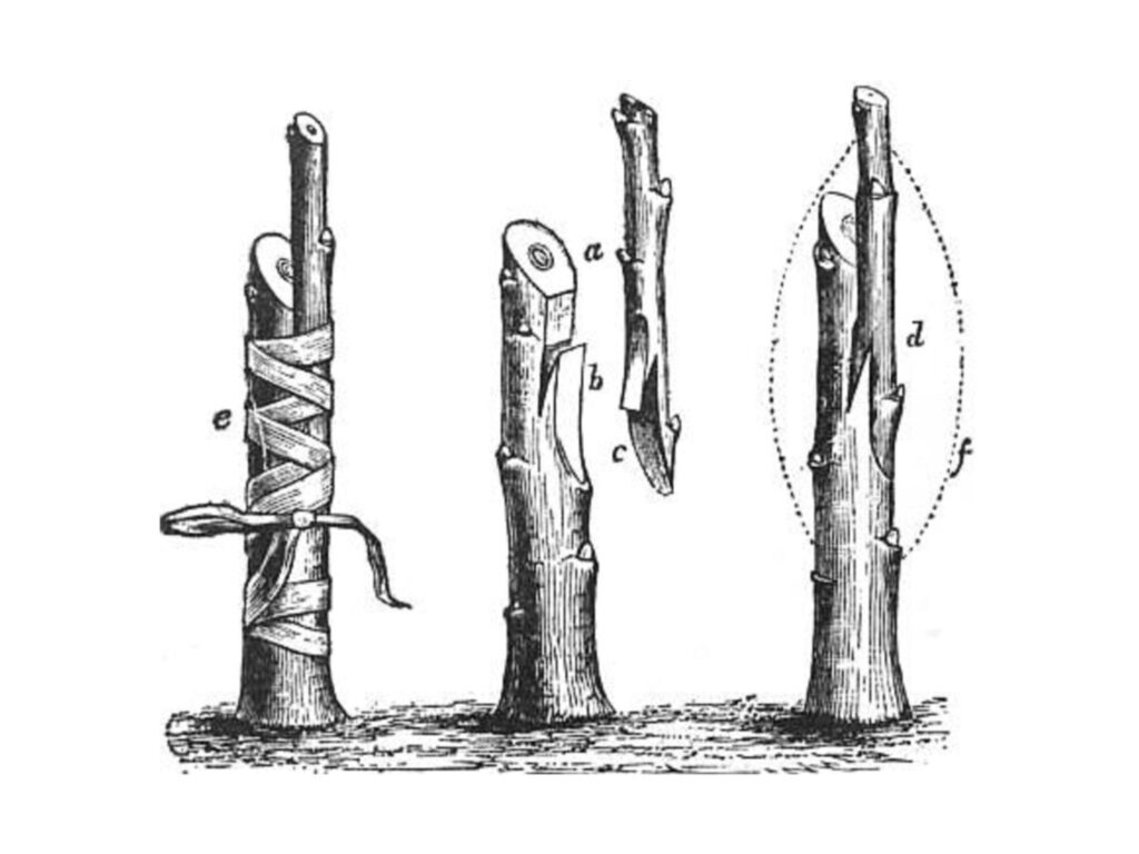 Illustration of Whip & Tongue Grafting