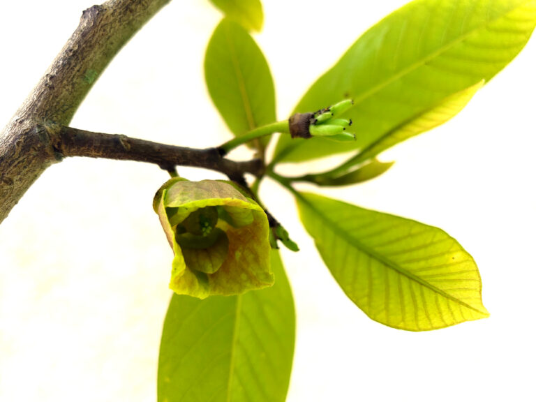 Pawpaw (Asimina triloba) flower blossom with early fruit cluster