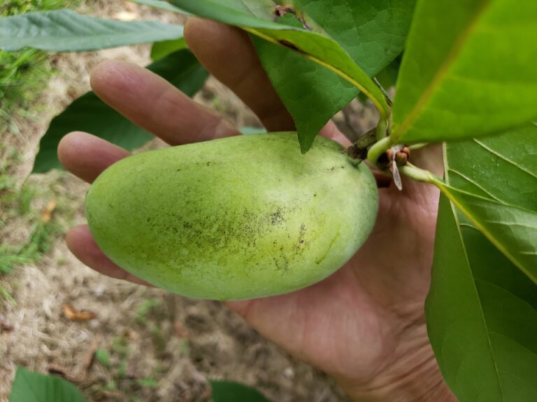 Pawpaw Fruit (Asimina triloba)