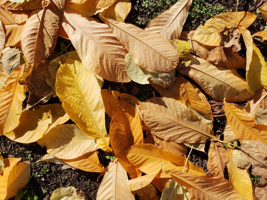 Fallen pawpaw leaves (Asimina triloba) in Autumn