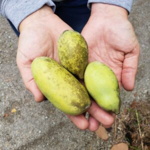 So You Have Pawpaw Seeds Now What Libbey Farm