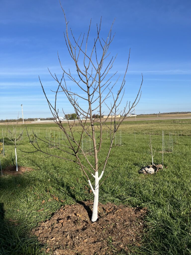 Photo of Pawpaw Tree in Autumn After Leaf Drop with Whitewashed Trunk