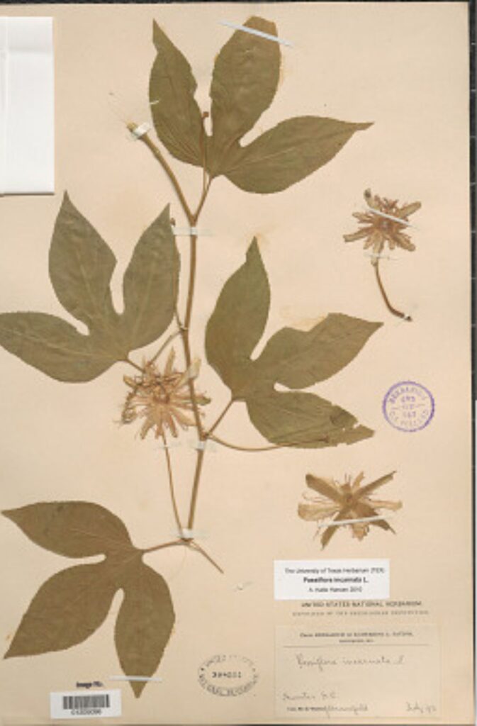 Maypop (Passiflora incarnata) leaves and tendrils preserved in an herbarium press