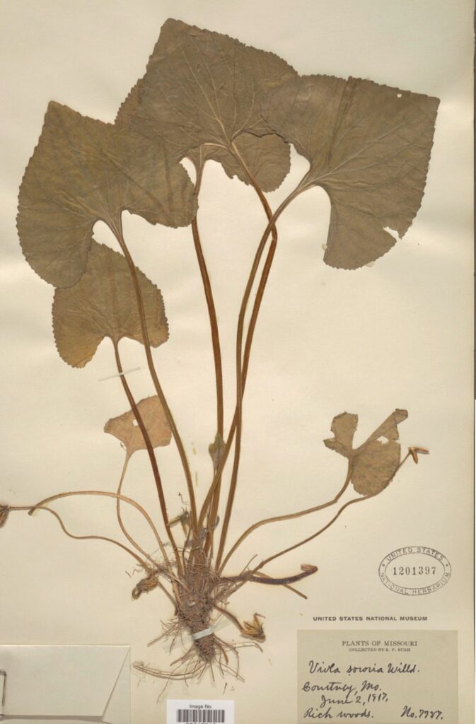 Common Blue Violet (Viola sororia) heart-shaped leaves and purple flower pressed in an herbarium press for native plant preservation