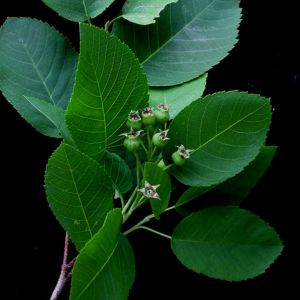 Allegheny Serviceberry (Amelanchier laevis)