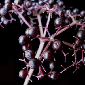 American Elderberry (Sambucus canadensis)