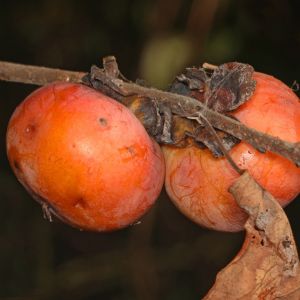 American Persimmon (Diospyros virginiana)