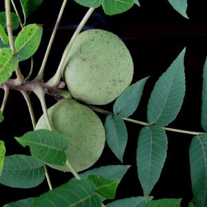Black Walnut (Juglans nigra)