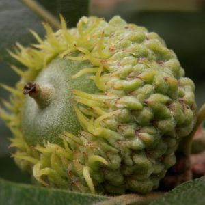 Bur Oak (Quercus macrocarpa)