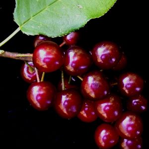 Choke Cherry (Prunus virginiana)