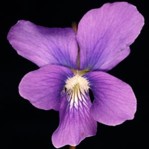 Common Blue Violet (Viola sororia)