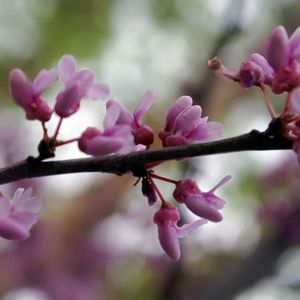 Eastern Redbud (Cercis canadensis)