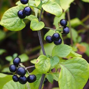 Garden Huckleberry (Solanum melanocerasum)