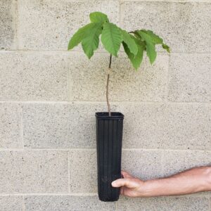 Grafted Pawpaw in Tall Tree Pot