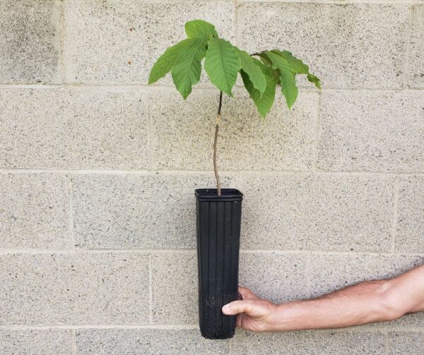 Grafted Pawpaw in Tall Tree Pot