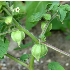 Ground Cherry (Physalis pruinosa)