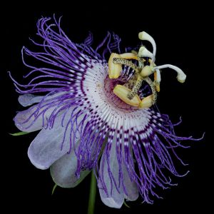 Maypop (Passiflora incarnata)