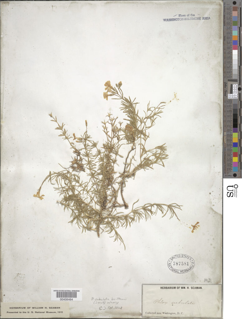 Creeping Phlox (Phlox subulata) flowering stems pressed in an herbarium press for native plant documentation