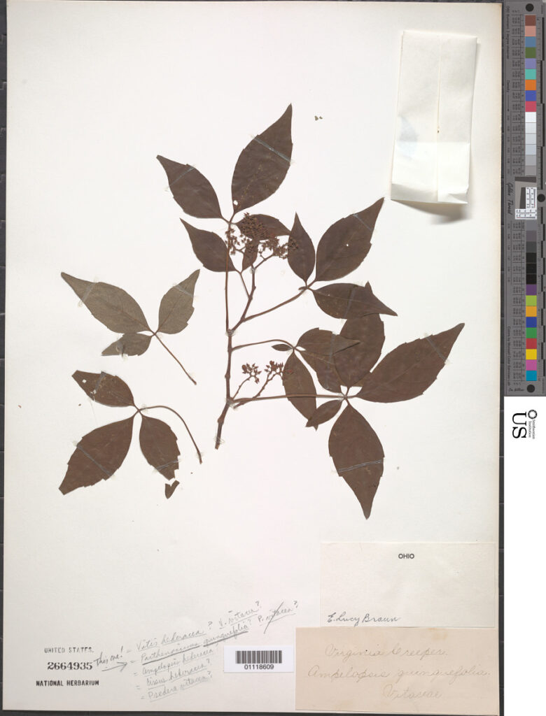 Virginia Creeper (Parthenocissus quinquefolia) five-part leaves pressed in an herbarium press