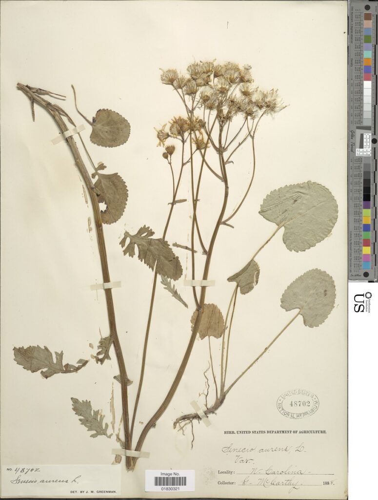 Golden Ragwort (Packera aurea) basal and stem leaves pressed in an herbarium press for native plant documentation