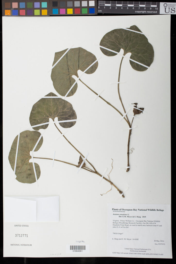 Wild Ginger (Asarum canadense) heart-shaped leaves pressed in an herbarium press for native plant preservation