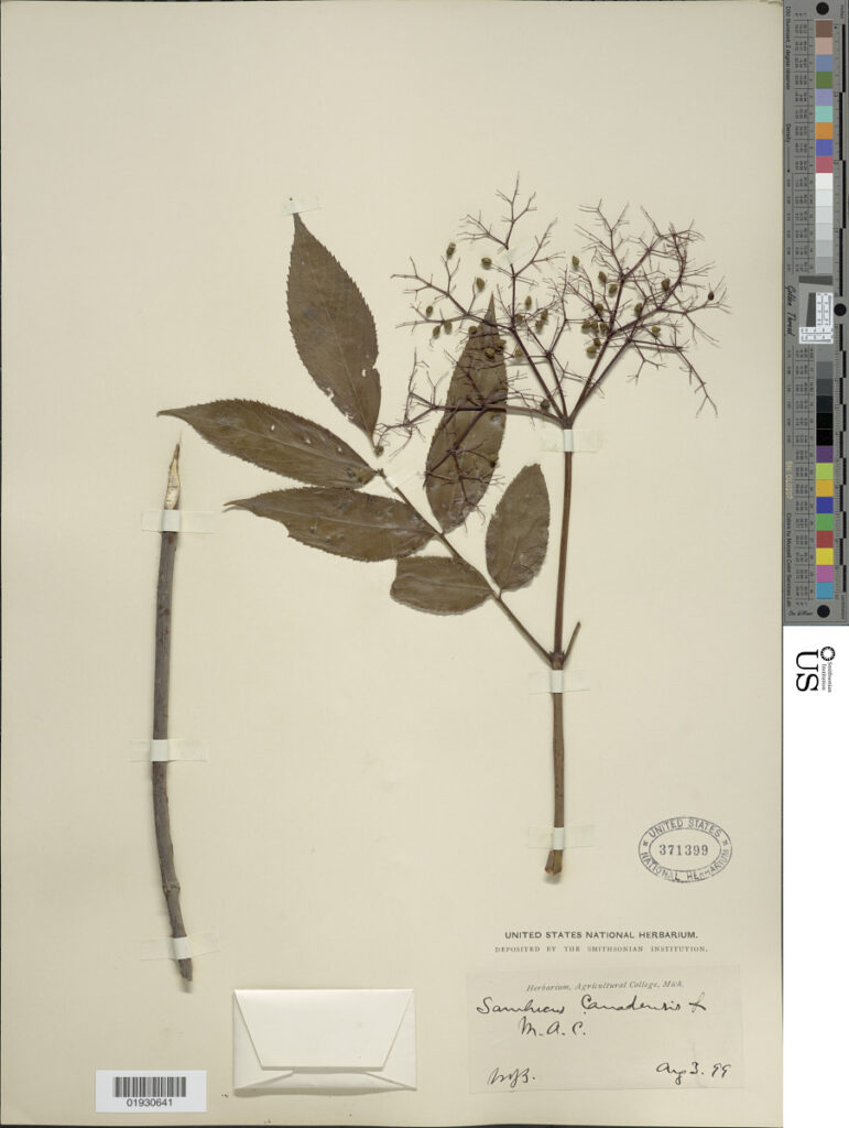 American Elderberry (Sambucus canadensis) compound leaves and stem segments pressed in an herbarium press