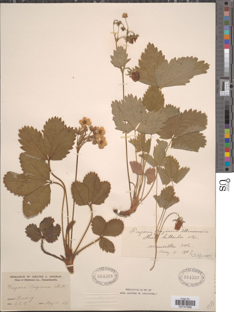 Wild Strawberry (Fragaria virginiana) trifoliate leaves and runners pressed in an herbarium press for native plant preservation