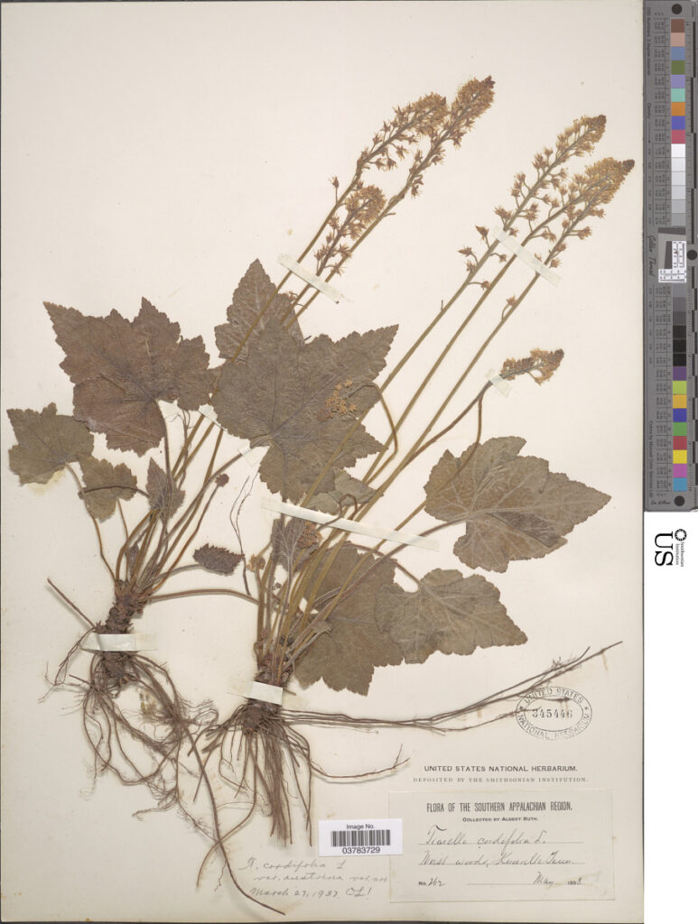Foamflower (Tiarella cordifolia) heart-shaped leaves and flowering stem pressed in an herbarium press for native plant documentation
