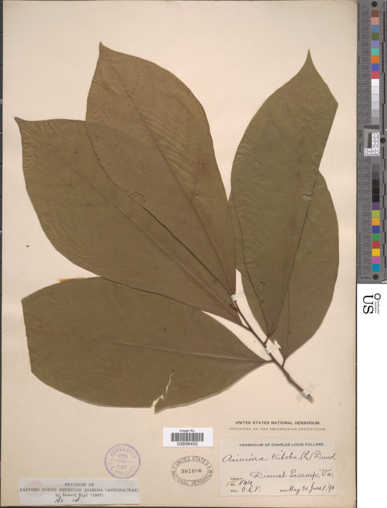 Pawpaw (Asimina triloba) leaves pressed flat in an herbarium press for botanical preservation
