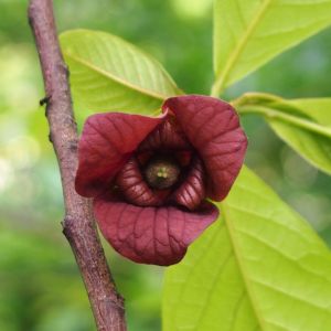 Pawpaw (Asimina triloba)