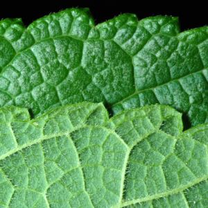 Red Mulberry (Morus rubra)