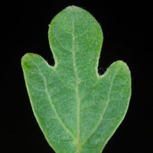 Sassafras (Sassafras albidum)