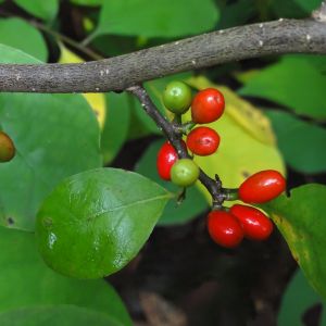 Spicebush (Lindera benzoin)