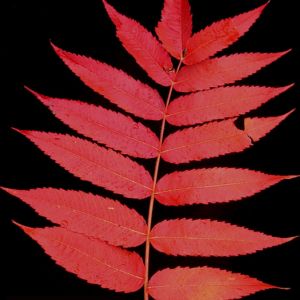 Staghorn Sumac (Rhus typhina)