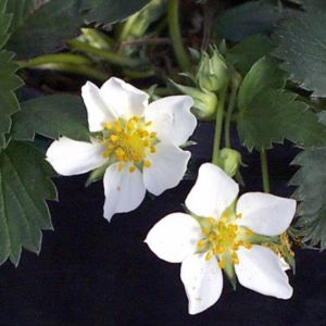 Wild Strawberry (Fragaria virginiana)