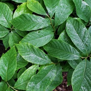 Pawpaw (Asimina triloba) seedlings