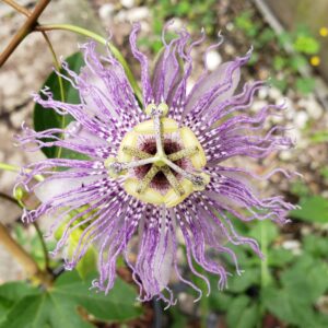 Maypop (Passiflora incarnata) flower