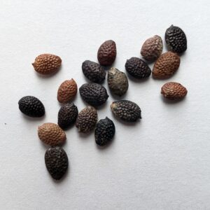 Maypop (Passiflora incarnata) seeds