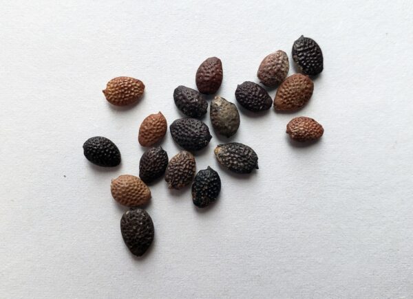 Maypop (Passiflora incarnata) seeds