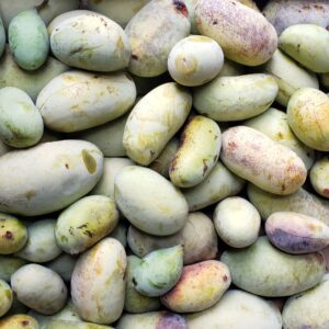 The Pawpaw Experience: A Tasting & Educational Workshop