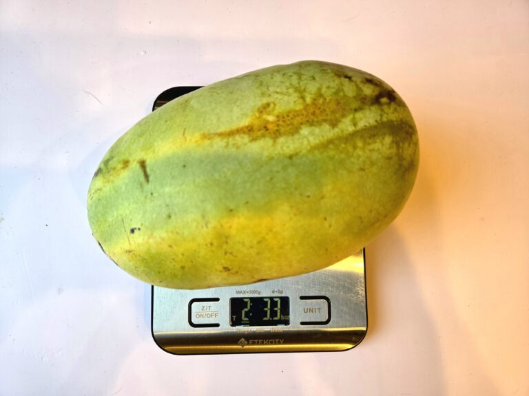 Susquehanna pawpaw weighing 2 pounds 3.3 ounces on a digital scale after harvest