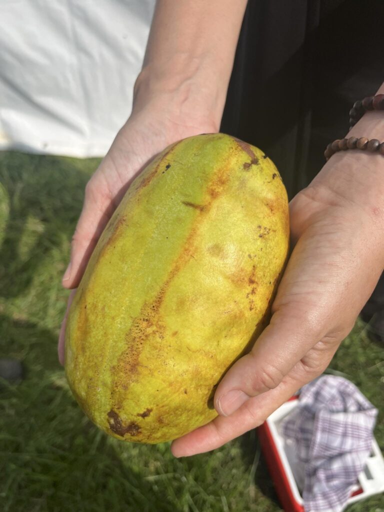 Close-up of the 965-gram Susquehanna pawpaw held in two hands at the 2026 Ohio Pawpaw Festival
