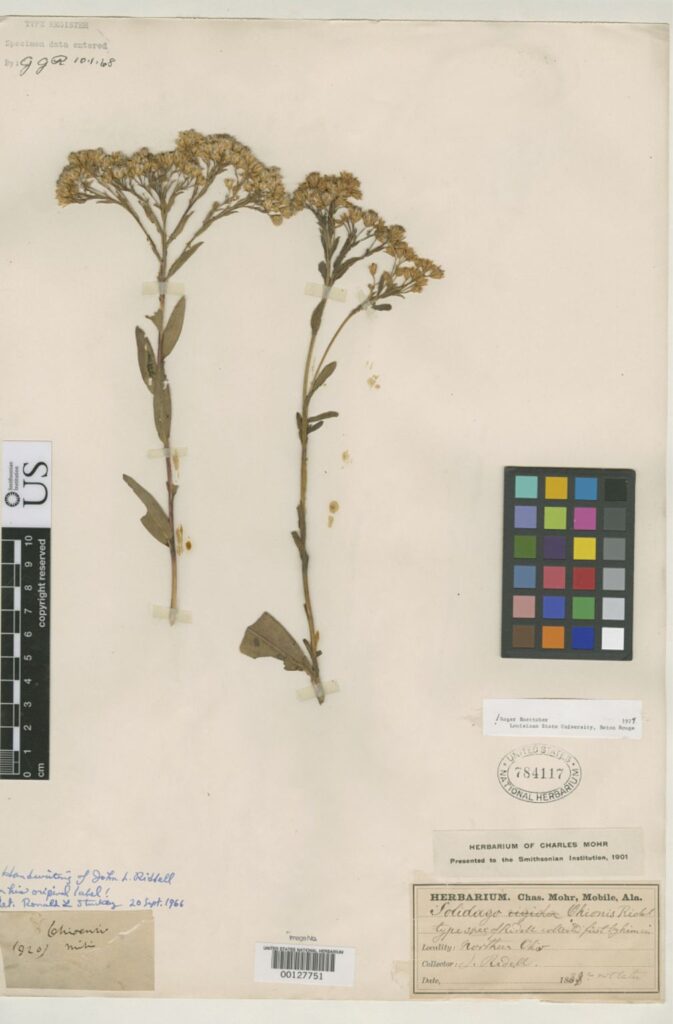 Ohio Goldenrod (Solidago ohioensis) stem and narrow leaves pressed in an herbarium press for native plant documentation