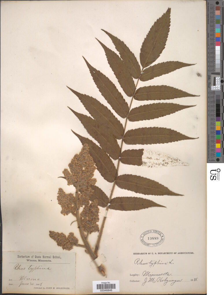 Staghorn Sumac (Rhus typhina) compound leaves and berries pressed flat in an herbarium press