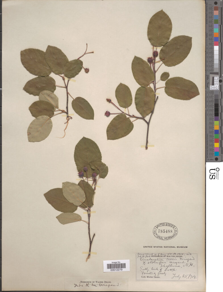 Allegheny Serviceberry (Amelanchier laevis) leaves and twigs pressed in an herbarium press for preservation