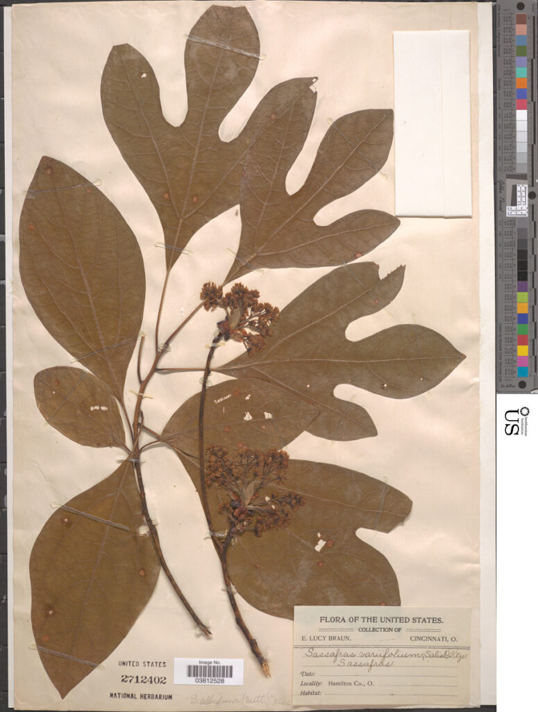 Sassafras (Sassafras albidum) leaves with varied lobes pressed in an herbarium press for botanical preservation